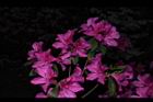 杜鵑花-洋紅27.JPG