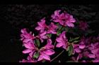 杜鵑花-洋紅29.JPG