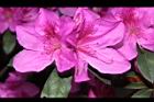 杜鵑花-洋紅30.JPG