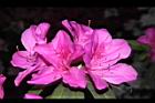 杜鵑花-洋紅31.JPG