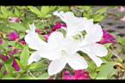 杜鵑花-白花00.JPG