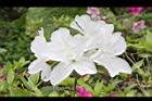 杜鵑花-白花01.JPG