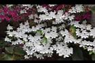 杜鵑花-白花04.JPG