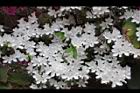 杜鵑花-白花05.JPG