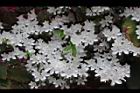 杜鵑花-白花06.JPG