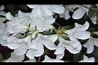杜鵑花-白花09.JPG