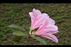 杜鵑花-粉紅-側02.JPG