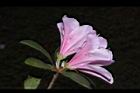 杜鵑花-粉紅-側03.JPG