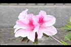 杜鵑花-粉紅00.JPG