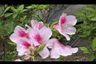 杜鵑花-粉紅02.JPG