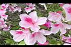 杜鵑花-粉紅09.JPG