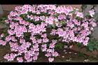 杜鵑花-粉紅14.JPG