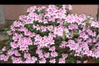 杜鵑花-粉紅16.JPG