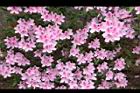 杜鵑花-粉紅17.JPG
