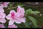 杜鵑花-粉紅20.JPG