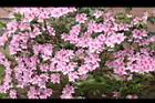 杜鵑花-粉紅27.JPG