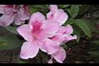 杜鵑花-粉紅28.JPG