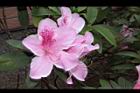 杜鵑花-粉紅29.JPG