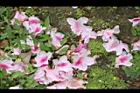 杜鵑花-落花01.JPG