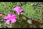 杜鵑花-落花02.JPG
