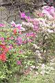 杜鵑花04.JPG