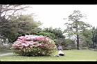杜鵑花05.JPG
