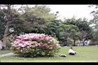 杜鵑花07.JPG