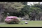 杜鵑花08.JPG