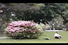 杜鵑花09.JPG