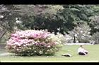 杜鵑花10.JPG