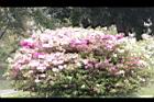 杜鵑花11.JPG
