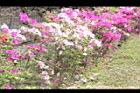 杜鵑花13.JPG