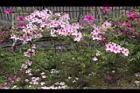 杜鵑花14.JPG
