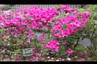 杜鵑花17.JPG