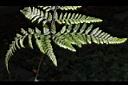 杯狀蓋骨碎補-葉背00.JPG