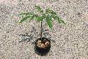 東亞魔芋0.jpg