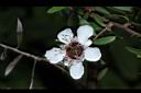 松紅梅-白花08.JPG