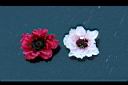 松紅梅-花04.jpg