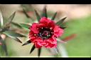 松紅梅-花06.jpg