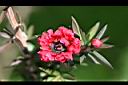 松紅梅-花07.jpg