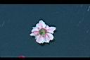 松紅梅-花背3.jpg