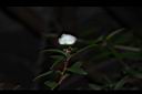 松紅梅-花苞00.JPG