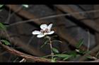 松紅梅-白花00.JPG