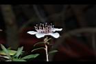松紅梅-白花03.JPG