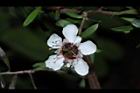 松紅梅-白花04.JPG