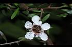 松紅梅-白花05.JPG