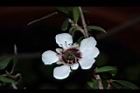 松紅梅-白花07.JPG