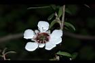 松紅梅-白花10.JPG