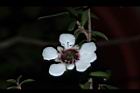 松紅梅-白花11.JPG