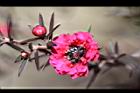 松紅梅-花14.jpg